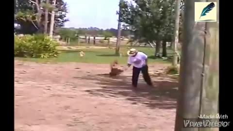 Funny chickens Chasing people