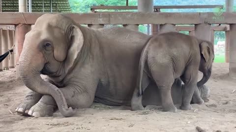 Elephant “Sook Sai” Present Herself To Be A Nanny For Newly Rescued Baby - ElephantNews