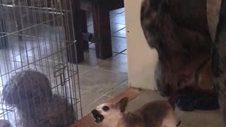 Tiny Chihuahua puts Great Dane in its place