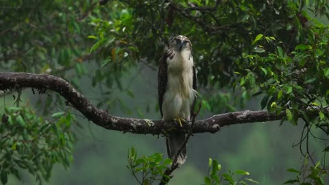 Eagle waiting for the rain to stop