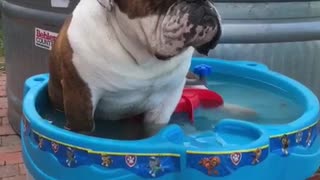 Overheated English Bulldog Cools Off In A Mini Water Table