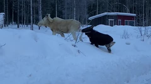 White Moose Walking in the Snow