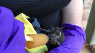 Feeding A Cute Orphaned Baby Fruitbat | Tolga Bat Hospital Cairns