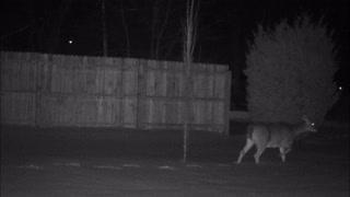 Backyard Trail Cam - Deer at Fence