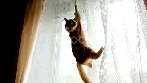 Red cat hung on the curtains and jumps down slow motion stock video