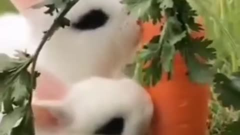 Animal cute video