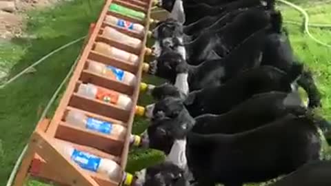 Funny and cute feeding of baby goats