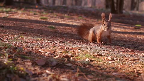 squirrel harvests nuts for winter