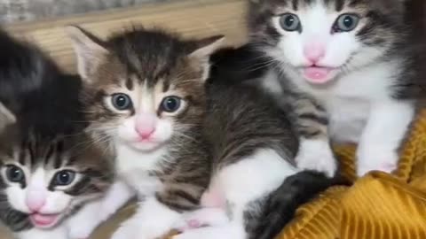 kitten.Cute Baby-Cat.Cute Cat Videos.Cat Sound meow | #shorts #cat #cats #catfunnyshorts #luca #cute
