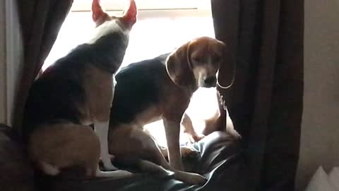 Step Brothers Dogs Talking Crap To Each Other Not Getting Along Tension In New House