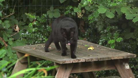 Black cat, very nice humping on the table