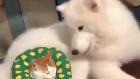 🐕🐕Cute and Funny Cat and Dogs 😍😍Videos