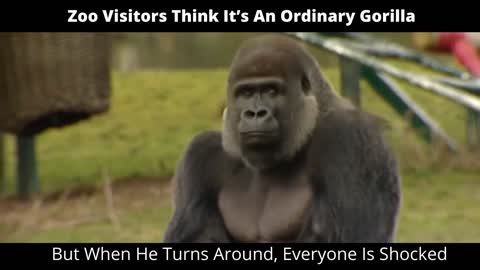 Zoo Visitors Think It’s An Ordinary Gorilla. But When He Turns Around, Everyone Is Shocked