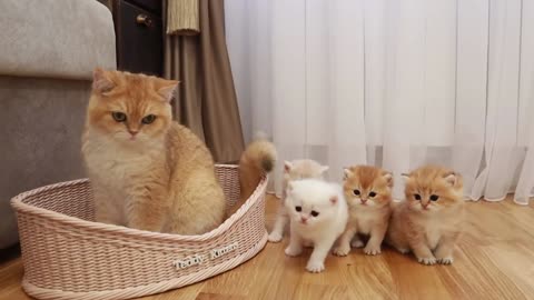 Cat Akai meets his younger brothers and sisters.