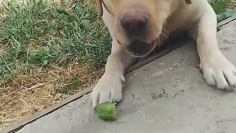 The dog is a lover of proper nutrition