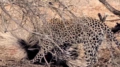 Leopard worses porcupine