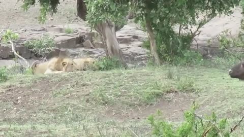 Angry Buffalo Kills Lion To Avenge Her Calf | Lion vs Buffal | #discoverwildlife