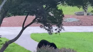 Bold Black Bear Not Scared of Humans