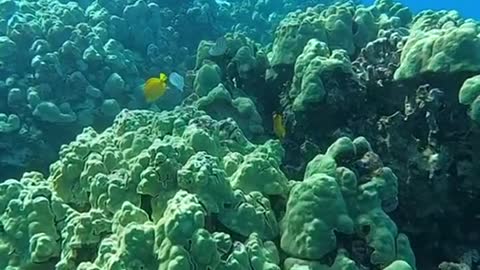 swimfaster#underwater#reef