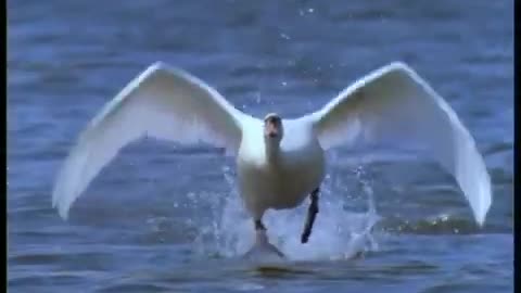 Swan Cleared for Takeoff