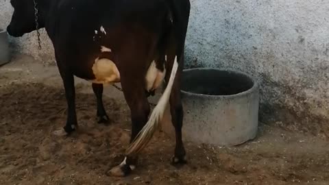 Black and white cows in dairy