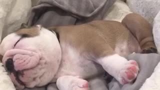 Adorable bulldog puppy snores while he sleeps