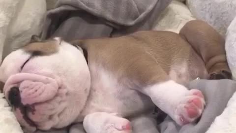 Adorable bulldog puppy snores while he sleeps