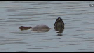 Interspecies Turtles Seeming to Hang Out