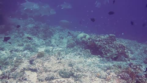 A Variety Of Fish In The Underwater World