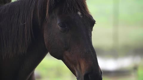 Horse Face