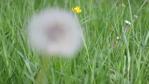 The flower language of dandelion