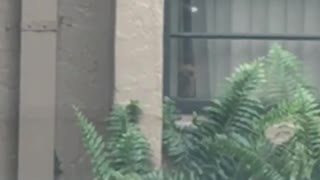 Small tan dog stares through window as owner leaves