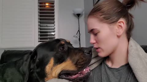Vader the Rottweiler just love to give kisses