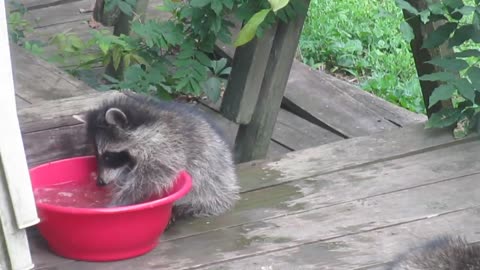 Baby Raccoon Cools Down Using Backyard Water