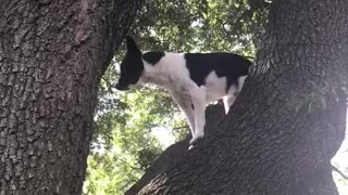 Black dog climbing down from tree