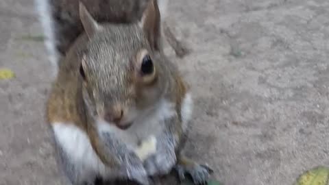 Hungry squirrel has no problem being hand-feed