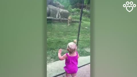 Lion Tries To Pounce On Little Girl But Slams Into Glass