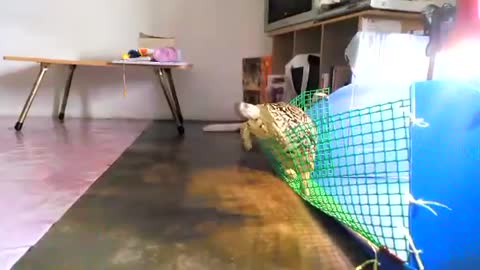 Cute Tortoise jump from net from one side to other