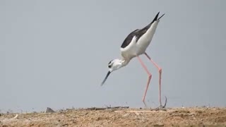 Black-necked stilt