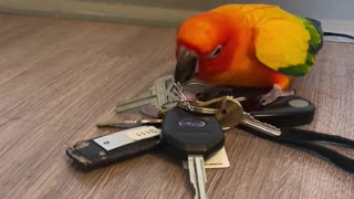 The Keys and the Conure