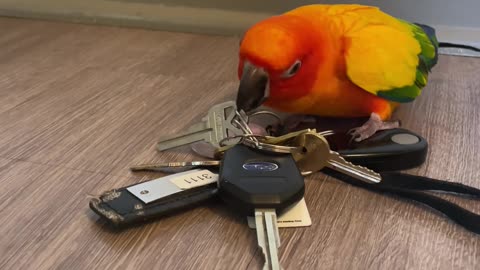 The Keys and the Conure