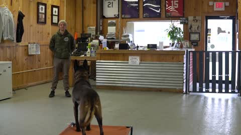 Instructions to help your canine to go to their bed ON COMMAND