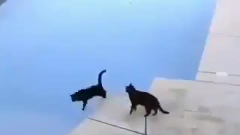 Cat plays Prank on another Cat