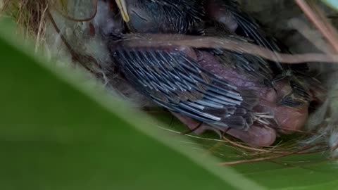 Cute baby bird