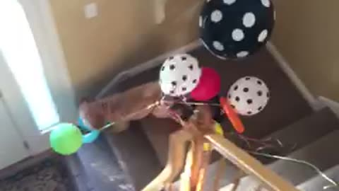 Brown dog runs downstairs with balloons