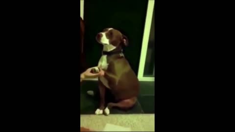 Funny cats _ dogs - Funny animal videos _ Best videos 2024 part#4