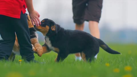 Cute puppy playing with children #cutedog