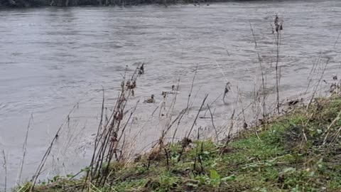 Two Mallard Ducks Swimming On River In Rain.