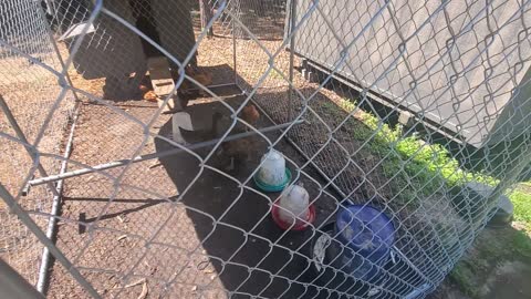 Chicken Canopy Collapse