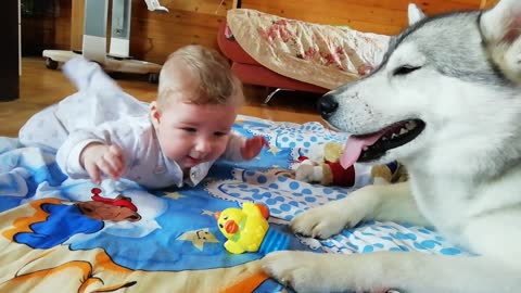 Athletic gymnastics of a baby under the supervision of Husky